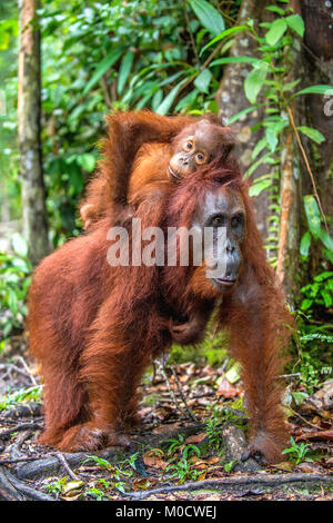 Von der Mutter zurück. Cub von Orang-utan auf Mutter zurück. Grüne Regenwald. Natürlicher Lebensraum. Bornesischen Orang-utan (Pongo pygmaeus wurmbii) in der wilden Natur. Stockfoto