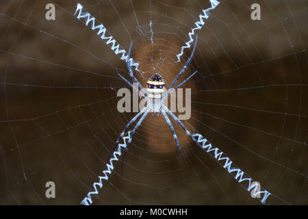 Orb-Netz-Spinne (Argiope aetherea) und Netz, Kambodscha Stockfoto