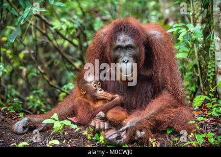 Mutter Orang-utan und Cub in einen natürlichen Lebensraum. Bornesischen Orang-utan (Pongo pygmaeus) wurmmbii in der wilden Natur. Regenwald der Insel Borneo. Indonesien Stockfoto