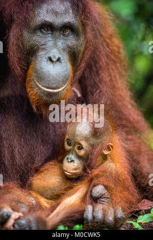 Mutter Orang-utan und Cub in einen natürlichen Lebensraum. Bornesischen Orang-utan (Pongo pygmaeus) wurmmbii in der wilden Natur. Regenwald der Insel Borneo. Indonesien Stockfoto