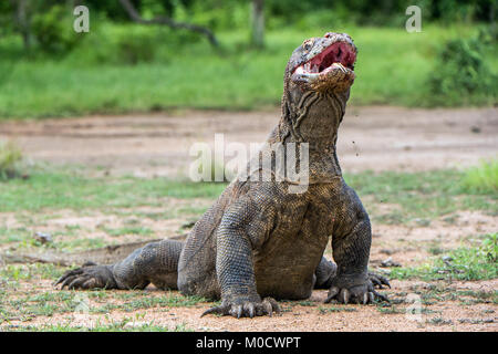 Komodo Dragon Varanus komodoensis hob den Kopf mit offenen Mund. Es ist die größte lebende Echse der Welt. Insel Rinca. Indonesien. Stockfoto