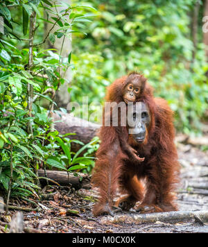 Von der Mutter zurück. Cub von Orang-utan auf Mutter zurück. Grüne Regenwald. Natürlicher Lebensraum. Bornesischen Orang-utan (Pongo pygmaeus wurmbii) in der wilden Natur. Stockfoto