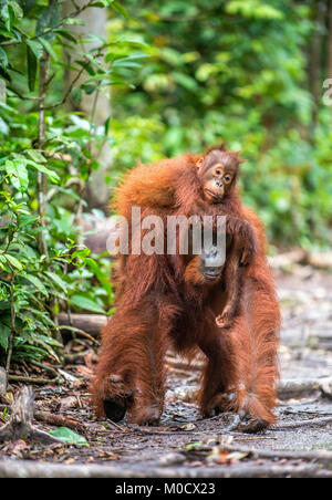 Von der Mutter zurück. Cub von Orang-utan auf Mutter zurück. Grüne Regenwald. Natürlicher Lebensraum. Bornesischen Orang-utan (Pongo pygmaeus wurmbii) in der wilden Natur. Stockfoto