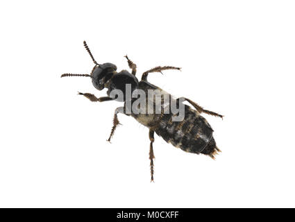 Haarige Rove Beetle - Creophilus maxillosus Stockfoto