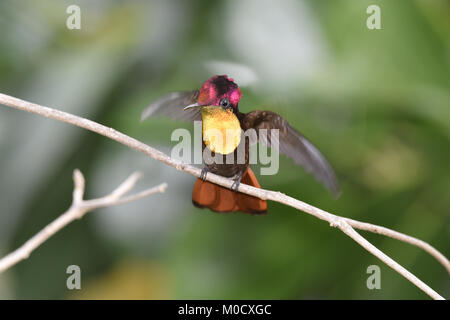 Ruby Topaz-Chrysolampis mosquitus Stockfoto