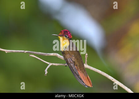 Ruby Topaz-Chrysolampis mosquitus Stockfoto