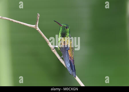 Kupfer-rumped Kolibri - Amazilia tobaci Stockfoto