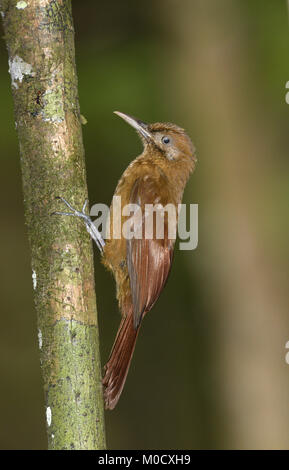 Uni - Braun - Woodcreeper Dendrocincla fuliginosa meruloides Stockfoto