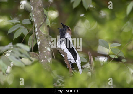 Bärtige Bellbird - Procnias averano Stockfoto