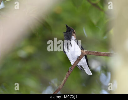 Bärtige Bellbird - Procnias averano Stockfoto