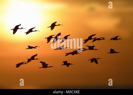 Scarlet Ibis - Eudocimus ruber Stockfoto