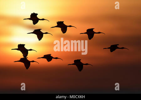 Scarlet Ibis - Eudocimus ruber Stockfoto