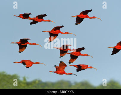 Scarlet Ibis - Eudocimus ruber Stockfoto