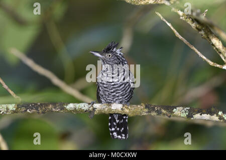 Gesperrt - Antshrike Thamnophilus doliatus Stockfoto