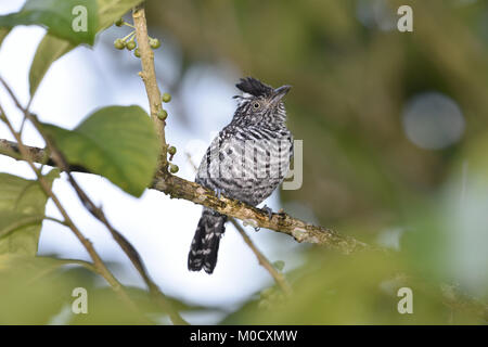 Gesperrt - Antshrike Thamnophilus doliatus Stockfoto