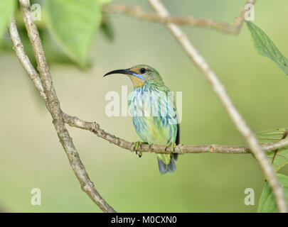 Lila - Honeycreeper Cyanerpes longirostris caeruleus Weibchen Stockfoto