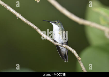 White-chested Smaragd - Amazilia brevirostris Stockfoto