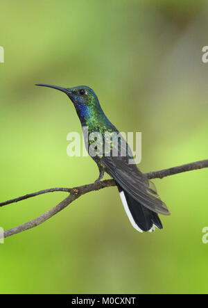 White-tailed Sabrewing - Campylopterus ensipennis Stockfoto