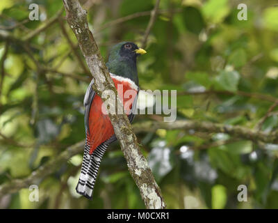 - Collared Trogon Trogon collaris Stockfoto