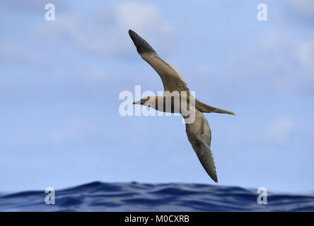 Red-footed Booby-Sula sula Stockfoto