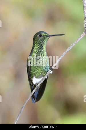 Kupfer-rumped Kolibri - Amazilia tobaci Stockfoto