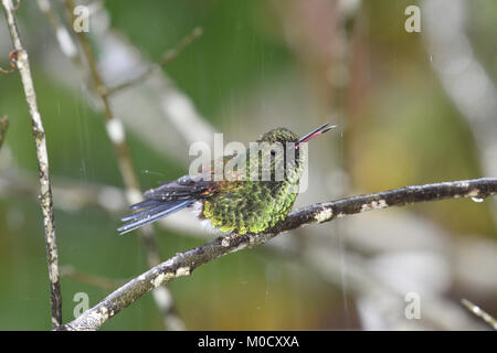 Kupfer-rumped Kolibri - Amazilia tobaci Stockfoto