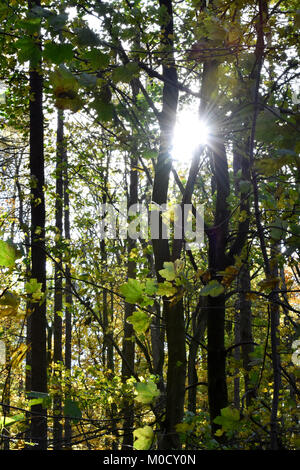 Herbst in Stoke Holz, Oxfordshire Stockfoto