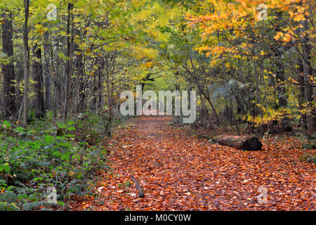 Herbst in Stoke Woods, Oxfordshire Stockfoto