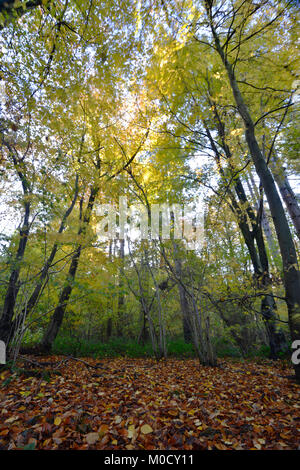 Herbst Wald, Stoke Holz, Oxfordshire. Stockfoto