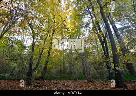 Herbst Wald, Stoke Holz, Oxfordshire Stockfoto