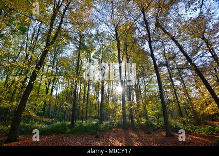 Herbst Beeches in Stoke Holz, Oxfordshire Stockfoto