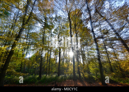 Herbst Buche, Stoke Holz, Oxfordshire. Stockfoto