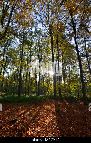 Herbst Buche Wald, Stoke Holz, Bicester, Oxfordshire Stockfoto