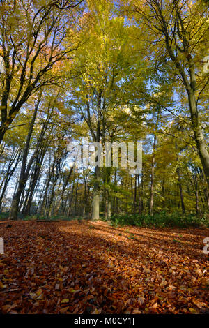 Herbst Buche, Stoke Holz, Oxfordshire Stockfoto