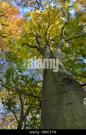 Herbst Buche, Stoke Holz, Oxfordshire Stockfoto