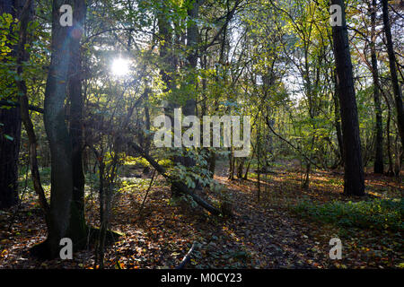 Herbst in Stoke Holz, Oxfordshire Stockfoto