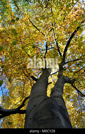 Herbst Buche, Stoke Holz, Oxfordshire Stockfoto