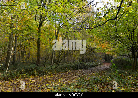 Herbstfarben in Stoke Holz, Oxfordshire. Stockfoto