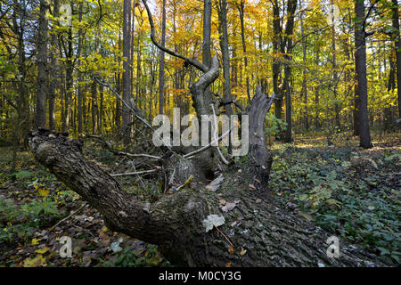 Reifer Herbst Wald, Stoke Holz, Oxfordshire. Stockfoto