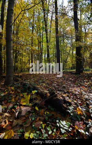 Reifer Herbst Wald, Stoke Holz, Oxfordshire Stockfoto