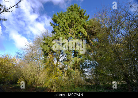 Fichte - Picea abies, Stoke Holz, Oxfordshire Stockfoto