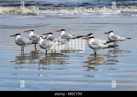 Gruppe der Royal seeschwalben am Strand Stockfoto