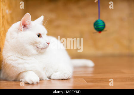 Eine große dicke weiße Katze auf dem Boden liegt, Stretching Tatzen und Suchen auf der Seite Stockfoto