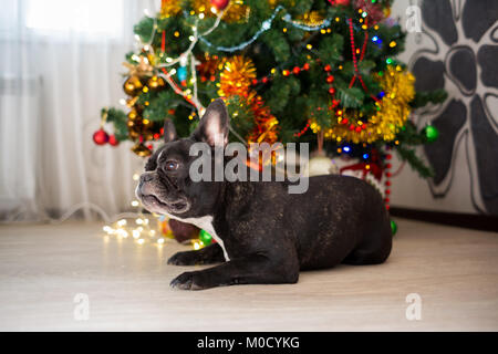 Französische Bulldogge Hund liegend unter dem Weihnachtsbaum Stockfoto