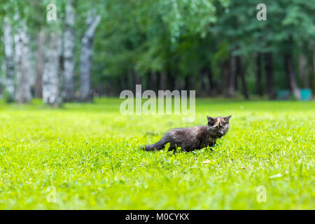 Kleine schwarze Katze mit einem roten Punkt Klettern im Gras Stockfoto