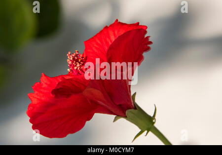 Red Hibiscus Flower im HDR Stockfoto