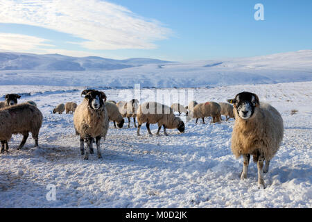 Obere Teesdale, County Durham, UK. Samstag, den 20. Januar 2018. UK Wetter. Mit einem Hintergrund auf den höchsten Berg der Pennines, Kreuz fiel, diese gut isoliert und Hardy Swaledale Schafe sind jeden Tag extra Futter gegeben, um Sie durch den kalten Bedingungen zu helfen. Quelle: David Forster/Alamy leben Nachrichten Stockfoto