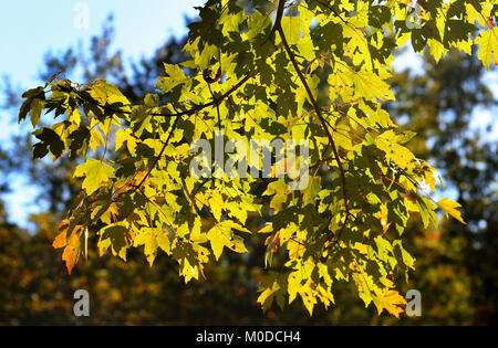 Ahorn baum Zweige mit grün und orange Blätter zurück - Leuchten an einem sonnigen Tag Stockfoto