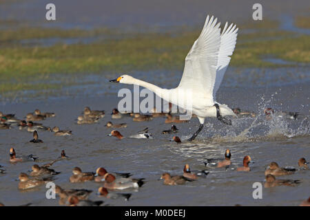 Bewick's Swan vom Land an WWT Slimbridge UK Stockfoto