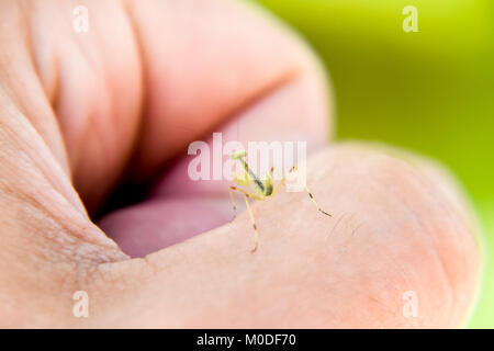 Larve des Mantis. Nymphe Mantis, wachsende Insekt. Mantis auf Ihren Finger. Stockfoto